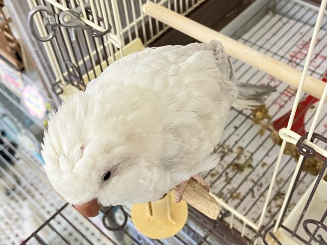 オキナインコ