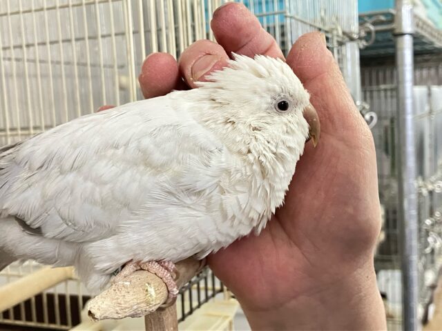 オキナインコ