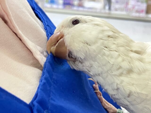 オキナインコ