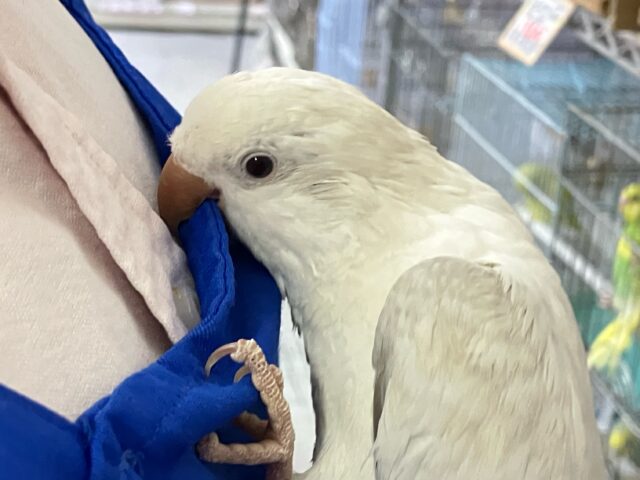 モコモコ雲よいっぱいあつまれ〜☁️¨̮♡オキナインコ(コバルトパリドオパーリン2024年生まれ)