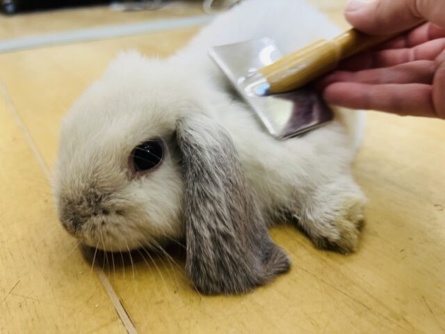 ホーランドロップ