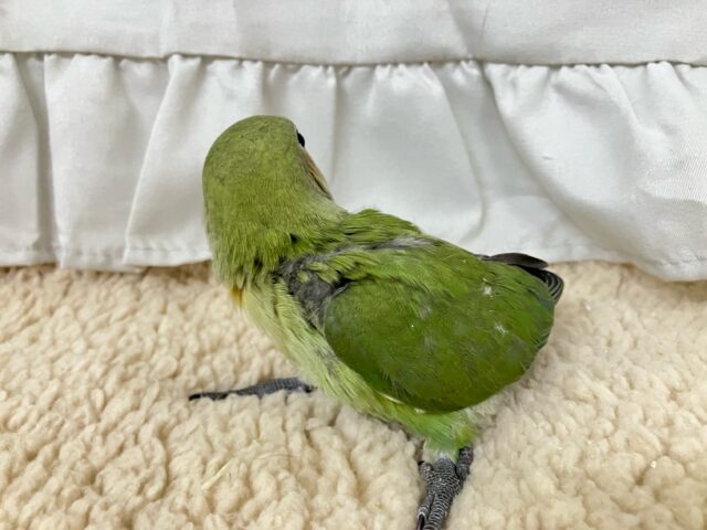 コザクラインコ（小桜インコ）