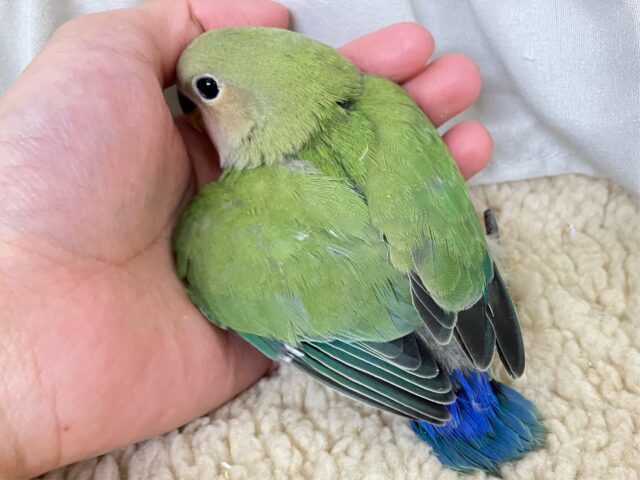 コザクラインコ（小桜インコ）