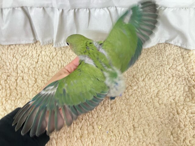 コザクラインコ（小桜インコ）