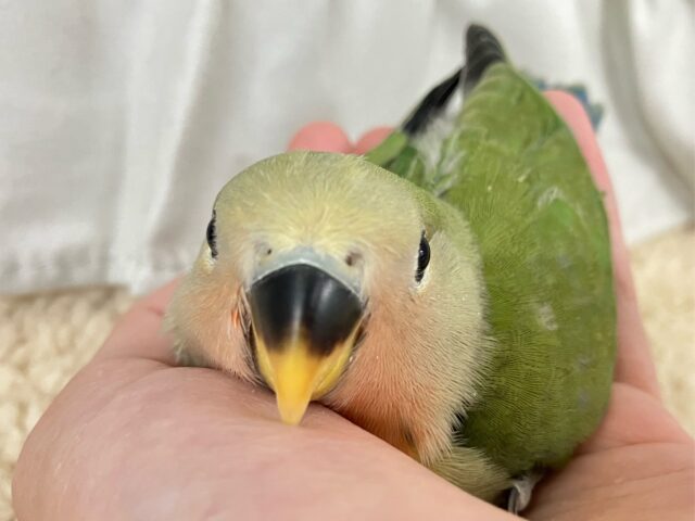 コザクラインコ（小桜インコ）