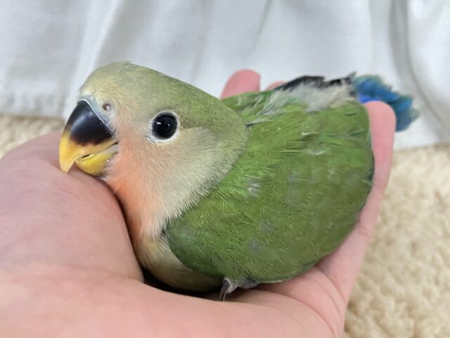 抹茶印でパワフル全開！！💚💥コザクラインコ(ノーマル2024年12月生まれ)