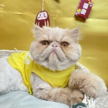 🍨最新画像🍨甘えん坊くん🤩エキゾチック(クリーム)🍨男の子🩵2024年5月22日生まれ