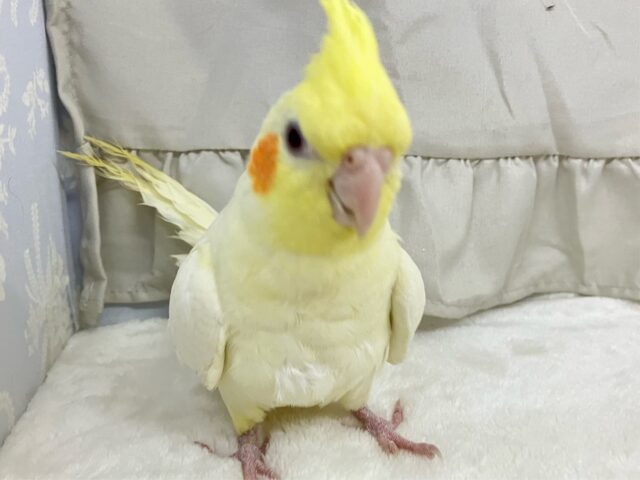 オカメインコ