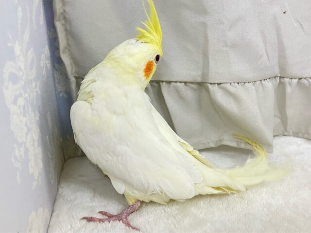 オカメインコ