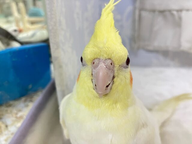 みかんほっぺが元気なしょーこ！🍊⸒⸒💨オカメインコ(ルチノー2024年9月生まれ)