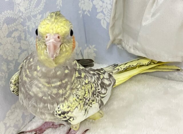 オカメインコ