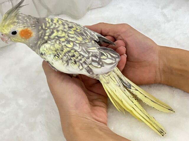 オカメインコ