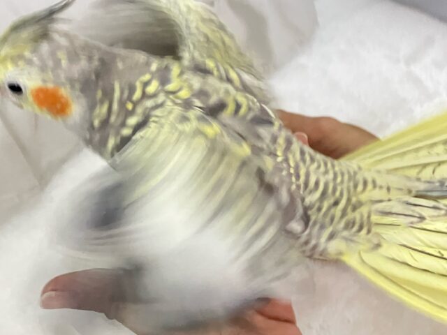 オカメインコ