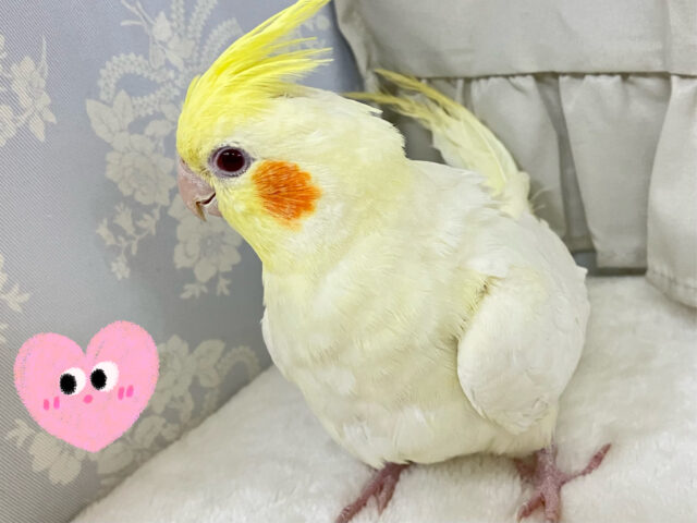 オカメインコ