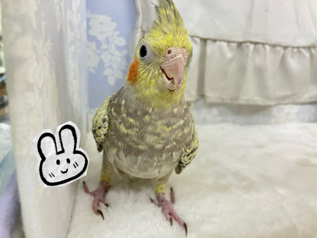 キラキラパールドレスが素敵でしょっ💕オカメインコ(シナモンパール2024年9月生まれ)