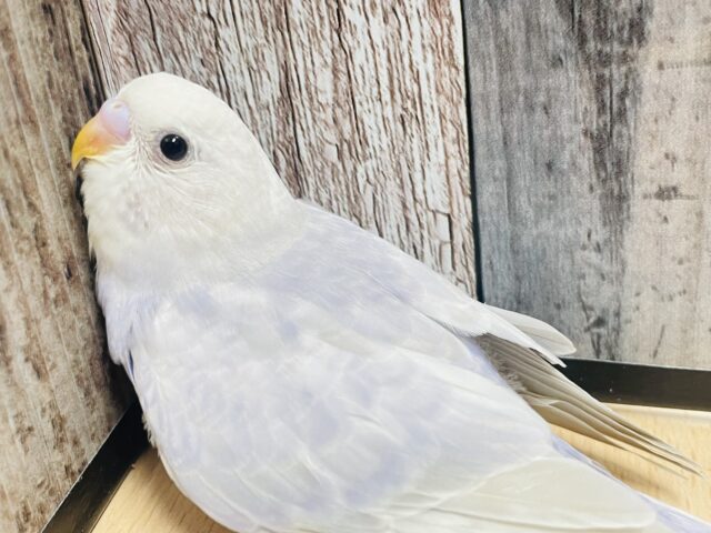 綺麗すぎる色合い♡セキセイインコ（ライラック）ヒナ