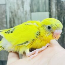 くりっくりお目目が可愛い💕セキセイインコ（ハルクイン）ヒナ
