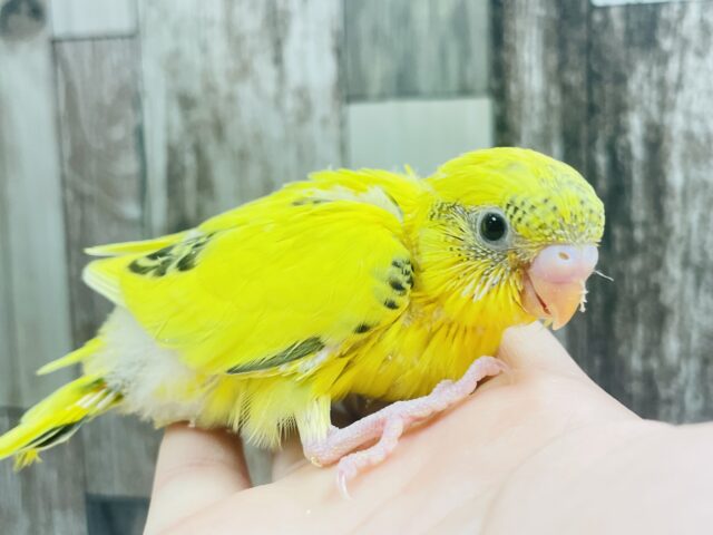 くりっくりお目目が可愛い💕セキセイインコ（ハルクイン）ヒナ