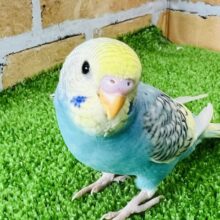 2/12更新☆主張強め！派手派手〜セキセイインコ（レインボーパイド）