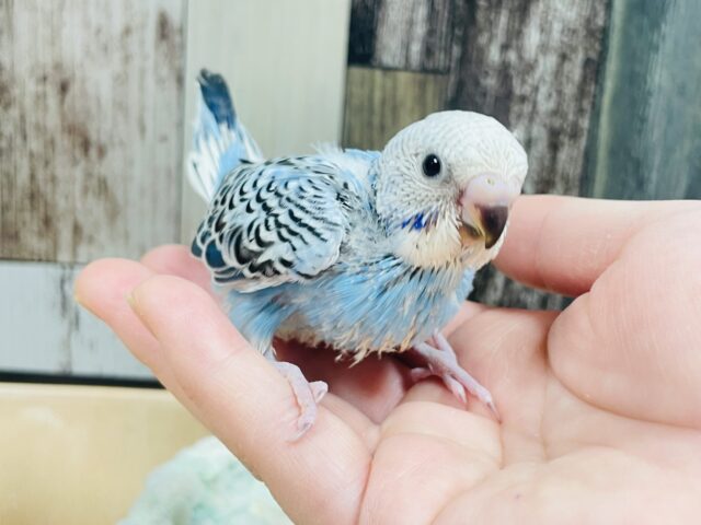 猪突猛進☆爽やかブルー🩵セキセイインコ（オパーリン）ヒナ