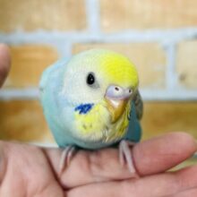 2/12更新☆元気いっぱい！華やかなセキセイインコ〜☆