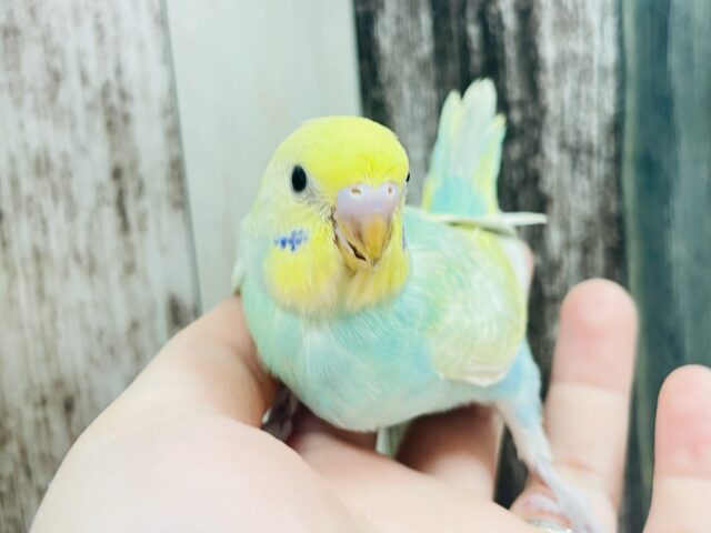 華やかさに虜💓セキセイインコ（パステルカラーレインボースパングル）ヒナ