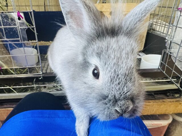 ライオンラビット