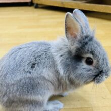 2/15更新☆たてがみフサッ✨ライオンラビットのベビー(グレー)入荷しました︎💕