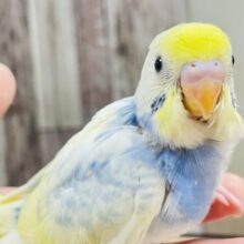 可愛すぎてメロメロです♡♡セキセイインコ（パステルレインボーパイド）ヒナ