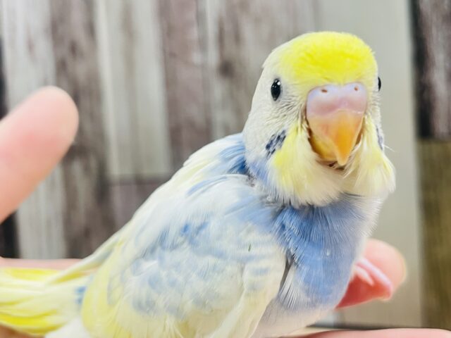 可愛すぎてメロメロです♡♡セキセイインコ（パステルレインボーパイド）ヒナ