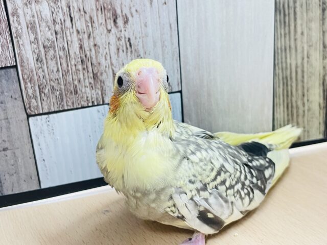 オカメインコ