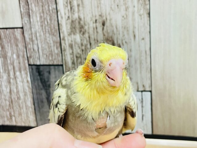 オカメインコ