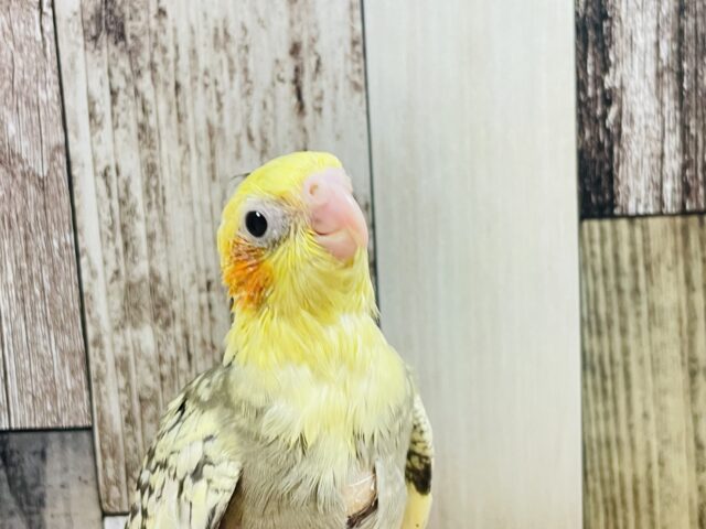 オカメインコ