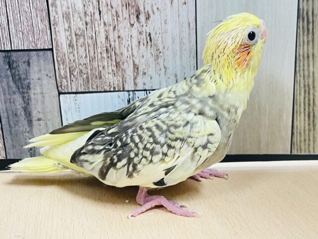 オカメインコ