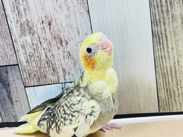 オカメインコ