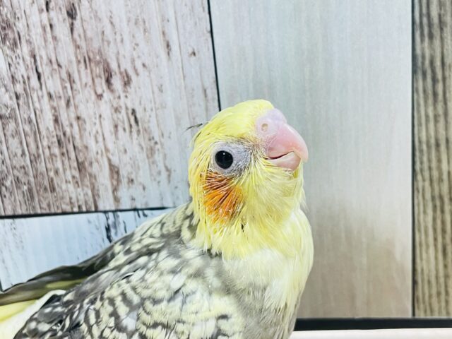 綺麗なパール模様💖オカメインコ（パールパイド）ヒナ