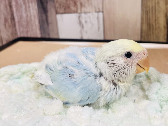 コザクラインコ（小桜インコ）