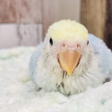 目を奪われる可愛さ❤︎コザクラインコ（ブルーチェリーオパーリンパイド）ヒナ