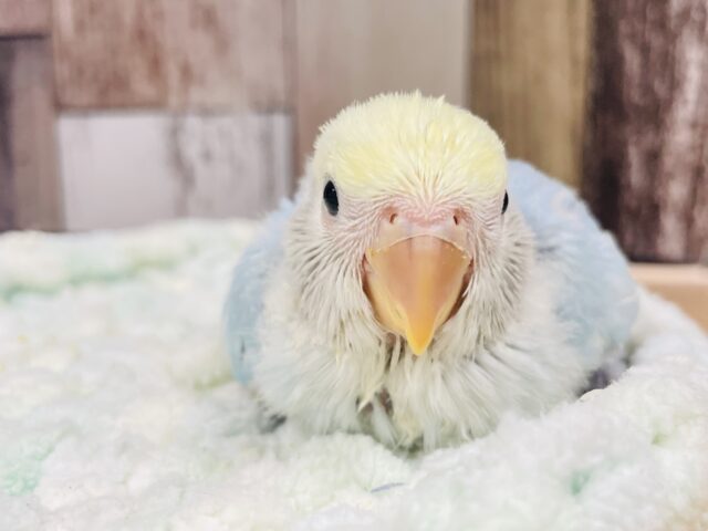 目を奪われる可愛さ❤︎コザクラインコ（ブルーチェリーオパーリンパイド）ヒナ