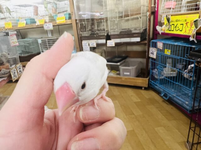 白文鳥