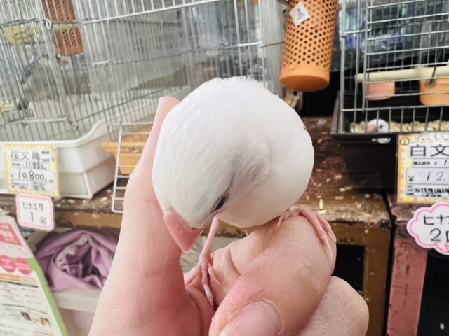 白文鳥