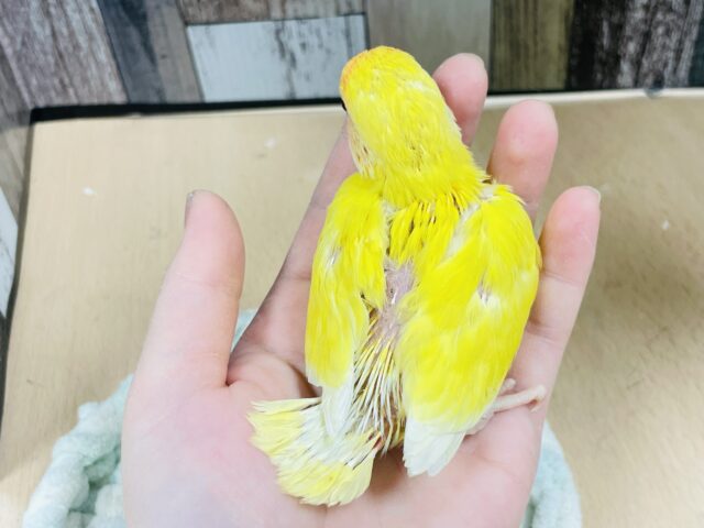 コザクラインコ（小桜インコ）