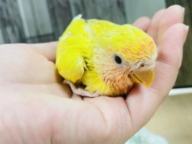 コザクラインコ（小桜インコ）