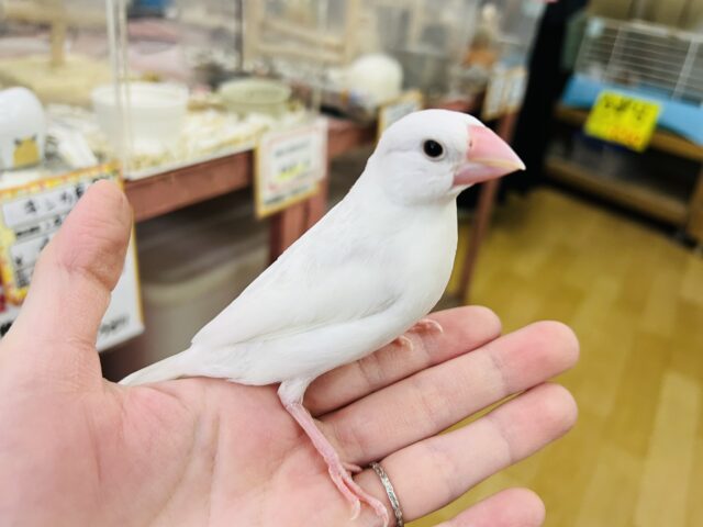 ②2/15更新☆純白な白文鳥〜食いしん坊さんです♡