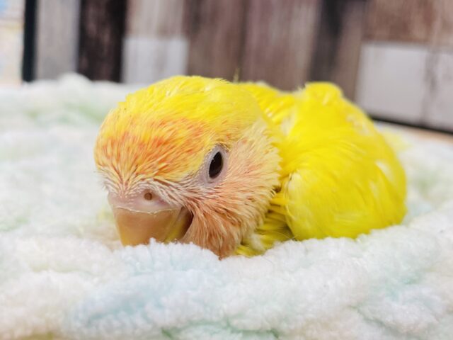 コザクラインコ（小桜インコ）