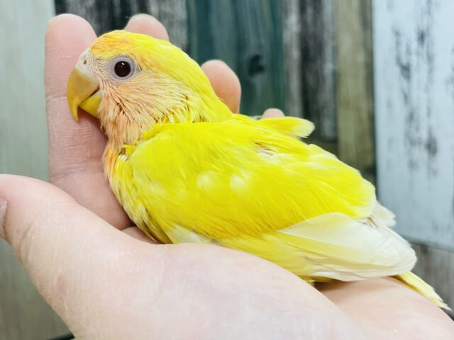 フレッシュビタミン🌟コザクラインコ（ルチノー）ヒナ