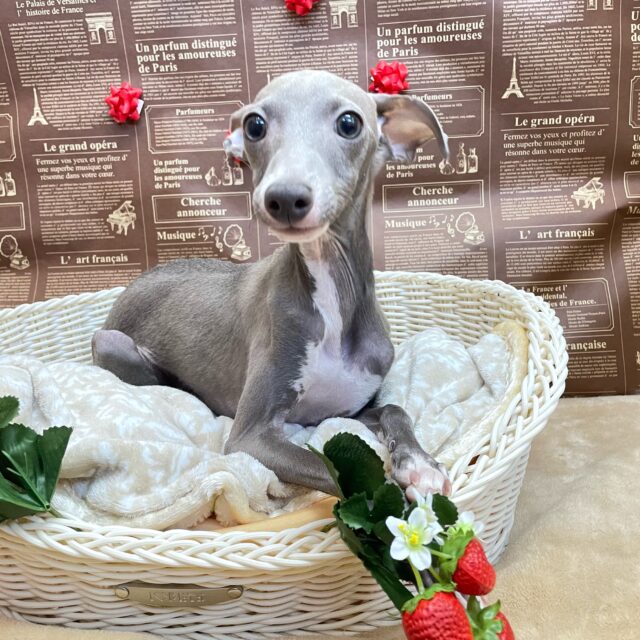 イタリアングレーハウンド