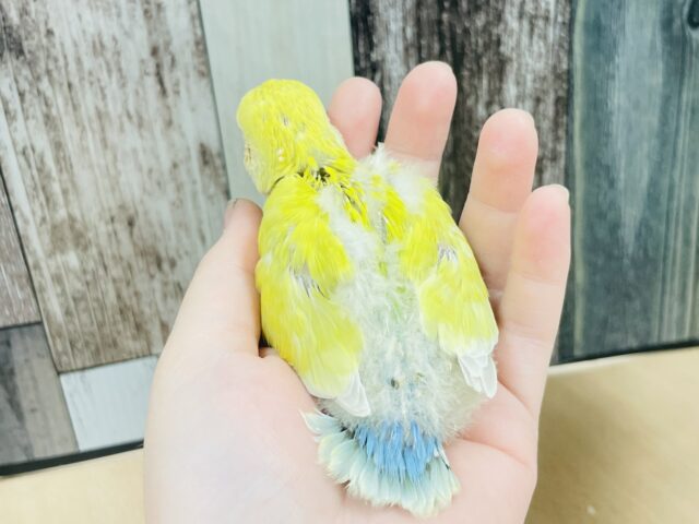 コザクラインコ（小桜インコ）