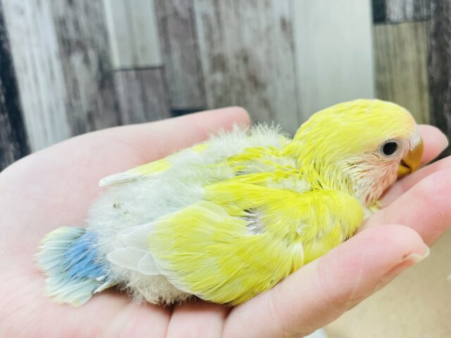 コザクラインコ（小桜インコ）