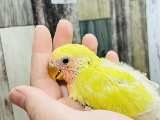 コザクラインコ（小桜インコ）